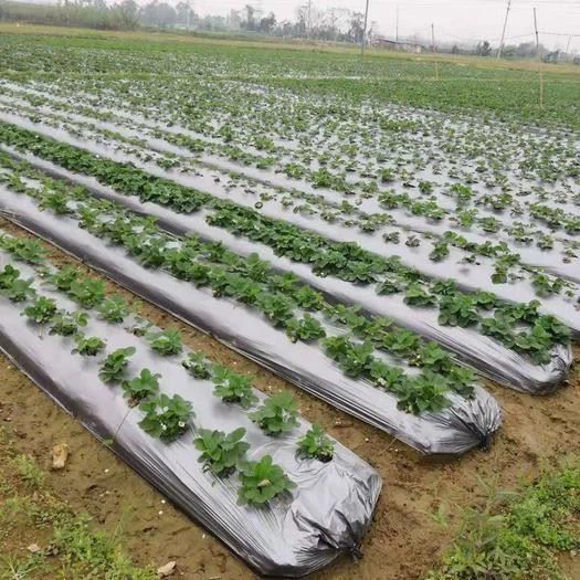 Agricultural Mulch Film